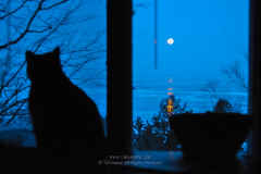 Cat Watching the Moon