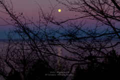 Lavender Moonset